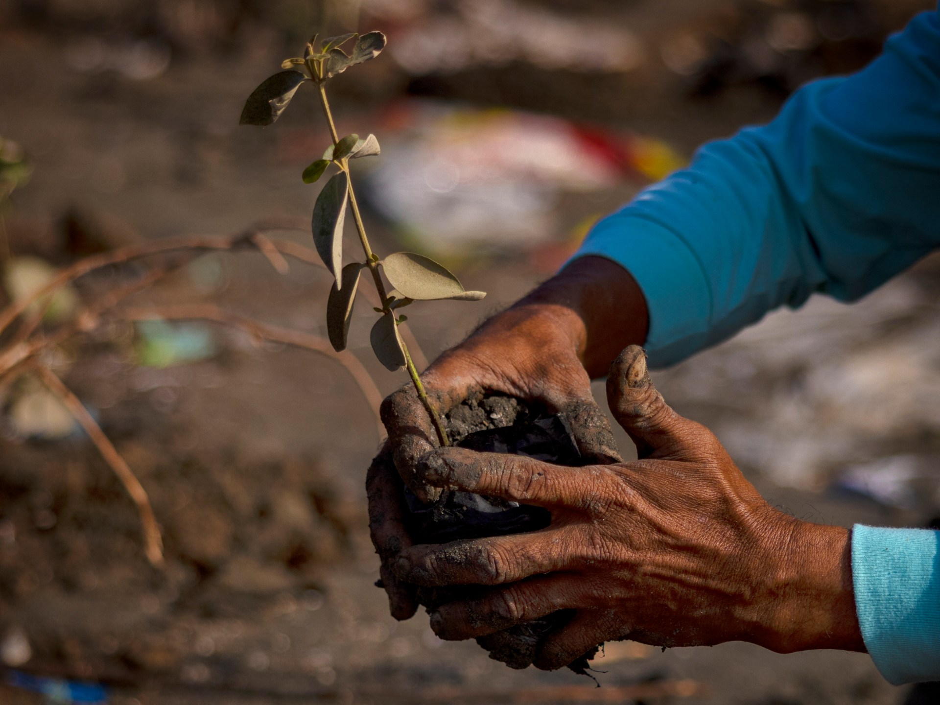 Governments Urged to Accelerate Nature‑Restoring Tipping Points at COP17 and COP31