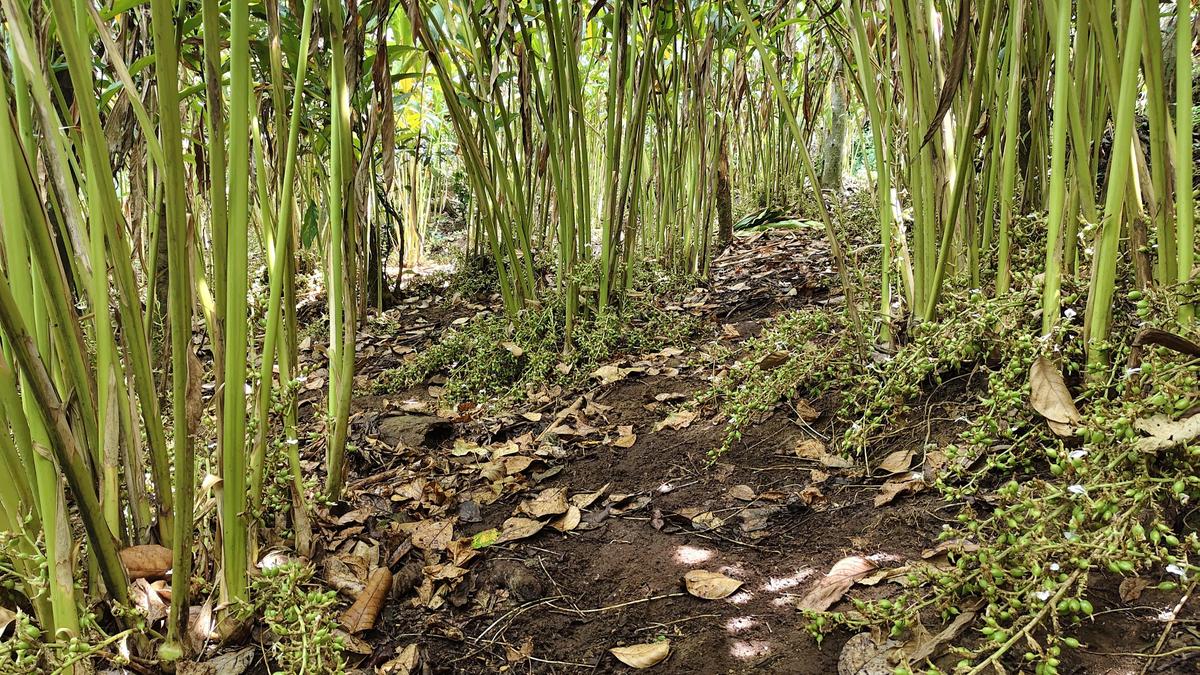 Cardamom Exporters Face Payment Delays Amid West Asia Tensions