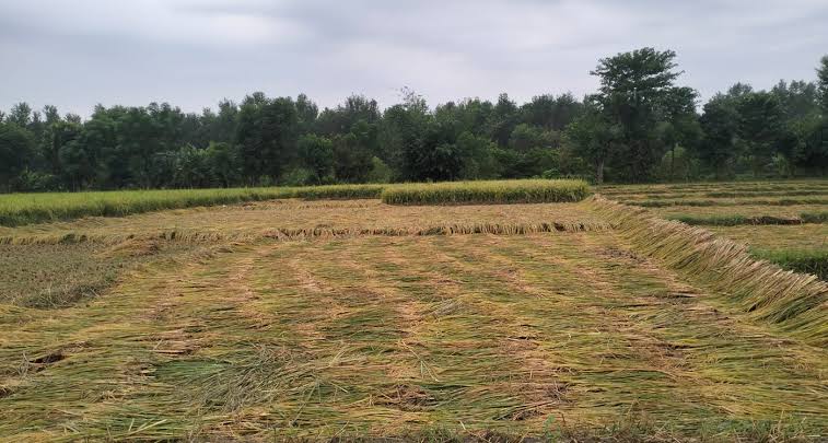 Hailstorm and Heavy Rain Devastate Paddy Crops and Power Lines in Ghodaghodi Municipality