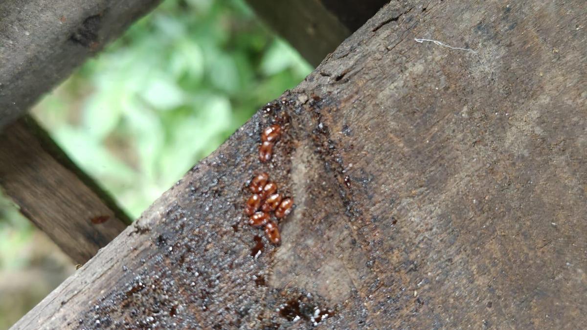 Small Hive Beetle Continues to Devastate Karnataka Beekeepers, 800 Colonies Lost in 25 Days