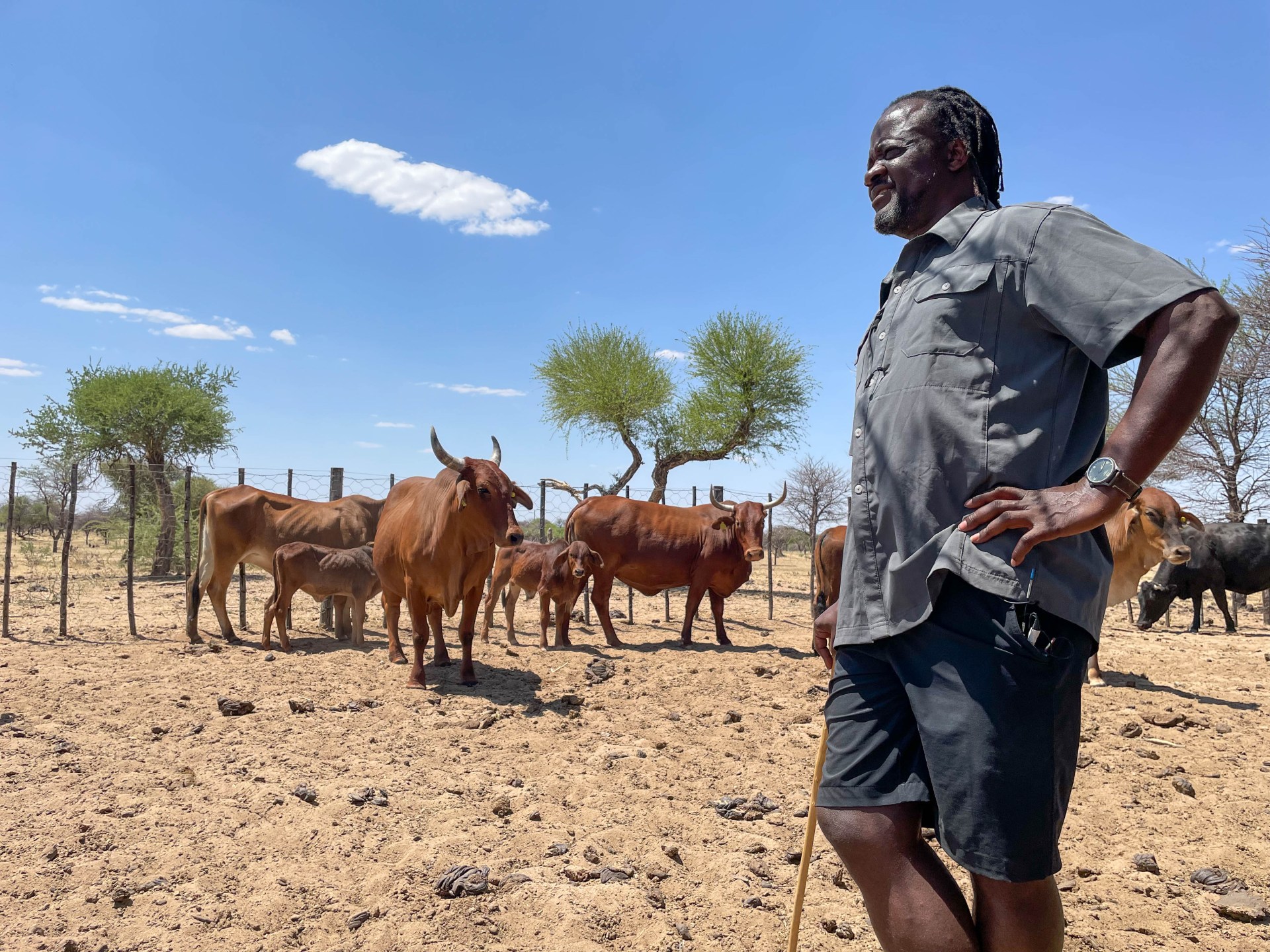 Foot‑and‑Mouth Outbreak in Namibia Sparks Market Shutdowns and EU Meat Import Suspension