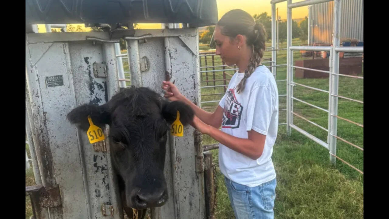 Oklahoma Student Tests 24 Wild Plants, Finds Over Half Show Antibacterial Activity but None Match Commercial Antibiotics