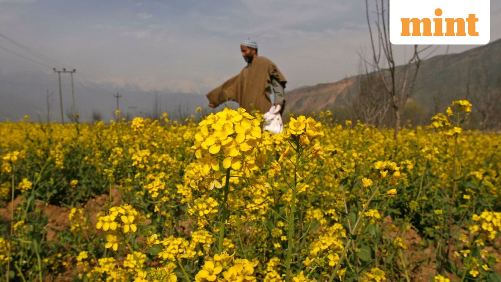 Mustard Cultivation Expected to Rise to 9.5 million ha in 2026‑27 Rabi Season