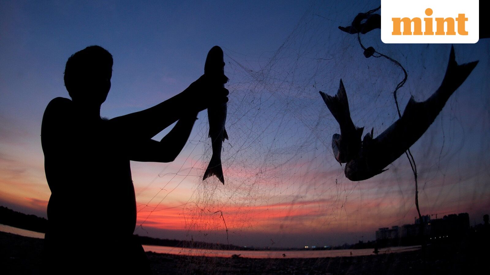 Vietnamese Basa Fish Imports Surge in India, Offering Affordable Alternative to Local Varieties