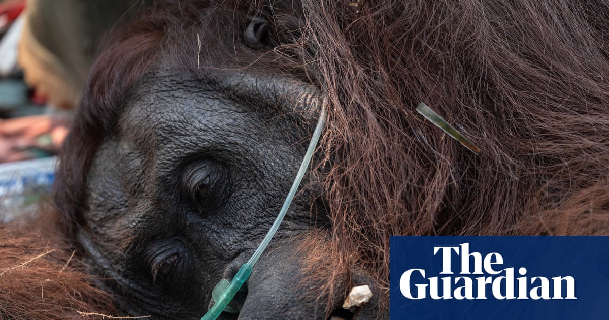 Wildfires Threaten Key Orangutan Research Site in Borneo Amidst El Niño Conditions