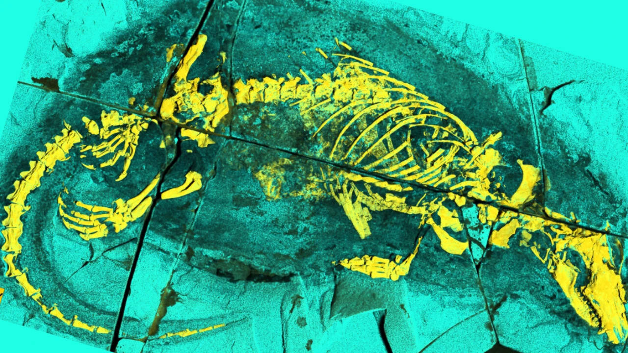Jurassic Docodont Reveals Early Mammal‑Like Swallowing and Semi‑Aquatic Lifestyle