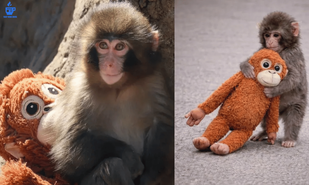 A heart-touching wildlife rescue story from Bengaluru has captured widespread attention online. A baby monkey, affectionately named “Punch,” was reportedly abandoned by its troop — a rare but emotionally striking event that sparked concern among animal lovers.
What truly moved people, however, was the sight of the infant monkey clinging to a soft stuffed toy during its recovery — a gesture that experts say is far more meaningful than it appears.

Why Was the Baby Monkey Abandoned?
Wildlife specialists explain that abandonment among primates, though uncommon, can occur under certain circumstances.
Some possible reasons include:
Injury or physical weakness detected by the troop


Illness or developmental issues


Social stress within the group


Disruption caused by human activity or habitat encroachment


In many primate communities, survival instincts are strong. If an infant is perceived as unlikely to survive, the mother or troop may reject it — a harsh but biologically driven decision rooted in evolutionary survival.
Experts note that such behavior, while distressing to humans, is not unusual in the wild.

The Emotional Impact of Separation
Primates share complex social and emotional systems similar to humans. When separated from their mother or troop, infant monkeys often show:
Signs of anxiety


Clinginess or attachment behavior


Reduced appetite


Vocal distress


In the case of Punch, caretakers observed classic attachment-seeking behavior, prompting them to introduce a comforting substitute.

Why a Stuffed Toy Makes a Difference
Animal rehabilitation experts frequently use soft toys or surrogate objects when caring for orphaned or abandoned primates.
Here’s why it works:
🧸 Comfort and Security
Infant monkeys instinctively cling to their mothers for warmth and safety. A stuffed toy mimics that physical presence.
🧠 Emotional Stabilization
Holding onto a soft object can reduce stress levels and help regulate emotional distress.
🐒 Behavioral Normalcy
Providing a “surrogate attachment object” helps prevent psychological trauma that could impact long-term social behavior.
Specialists emphasize that while a toy cannot replace a mother, it can significantly ease the emotional shock during early rehabilitation stages.

The Role of Wildlife Rehabilitation
Rescue centres play a crucial role in:
Providing medical care


Ensuring nutritional support


Minimizing human imprinting


Preparing animals for eventual reintegration into natural habitats (if possible)


Experts caution that public fascination with such stories should not lead to increased human interference in wildlife spaces. Many abandonment cases are indirectly linked to habitat disruption and urban expansion.

A Broader Conversation on Urban Wildlife
Bengaluru, like many expanding cities, continues to experience growing interaction between humans and wildlife. Experts suggest that:
Protecting green corridors is critical


Reducing feeding of wild monkeys prevents behavioral disruption


Responsible waste management reduces unnatural troop movements


The story of Punch has sparked both empathy and awareness — reminding the public that wildlife requires both compassion and boundaries.

Final Takeaway
The viral baby monkey story is not just about a stuffed toy. It highlights the fragile balance between survival instincts and emotional resilience in the animal kingdom. With proper rehabilitation and care, experts hope Punch will grow stronger — either integrating into a suitable troop or living safely under protected supervision.
While the image of a baby monkey clutching a toy has moved millions, the larger lesson is clear: wildlife conservation and urban responsibility must go hand in hand.
